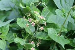 Tylophora indica